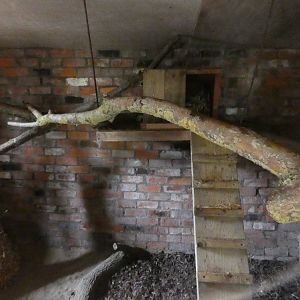 Asian palm civet enclosure