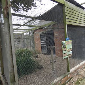 Indian eagle-owl aviary