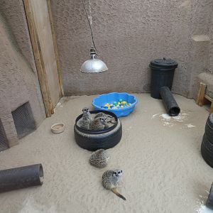 Meerkat indoor enclosure