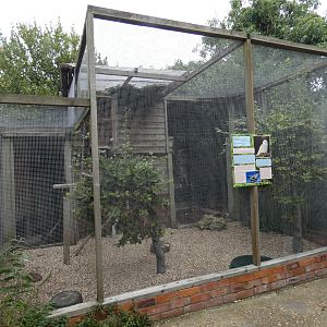 Snowy owl aviary