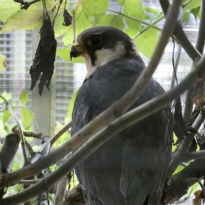 Eurasian hobby