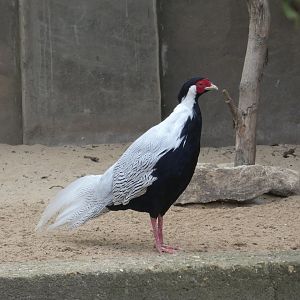 Silver pheasant