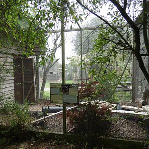 Striped skunk enclosure