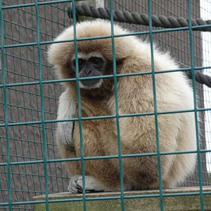 Lar gibbon