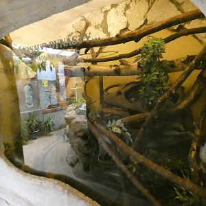 Corn snake enclosure