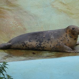 Grey seal