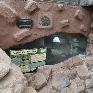 Hermann's tortoise enclosure