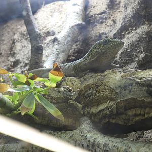 Standing's day gecko