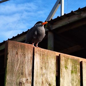 Inca Tern