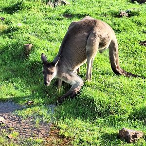 Grey Kangaroo