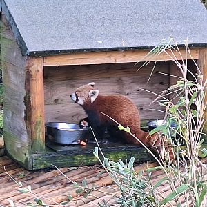 Red Panda