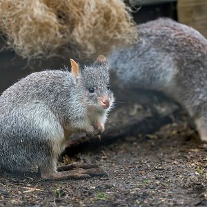 Rufous Bettongs / Hamerton / 12-10-23