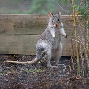 Rufous Bettong / Hamerton / 12-10-23