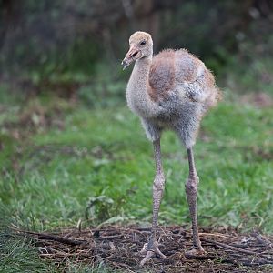 Sarus Crane Chick / Hamerton / 12-10-23
