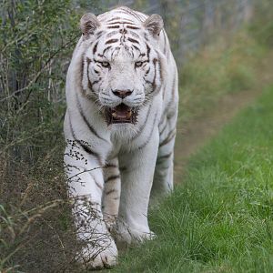 White Bengal Tiger - Mohan / Hamerton / 12-10-23