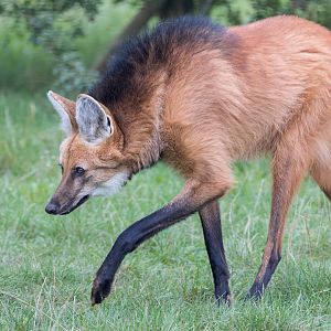 Maned Wolf (m) Zorro / Hamerton / 12-10-23