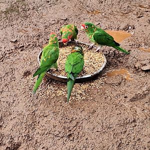 Mitred Parakeets