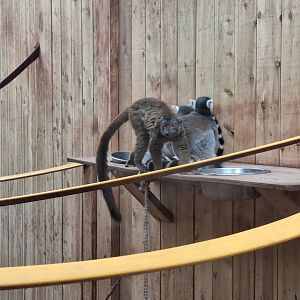 White-fronted brown and Ring-tailed Lemurs