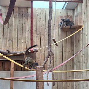 White-fronted Brown Lemurs