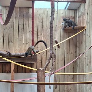 White-fronted Brown Lemurs