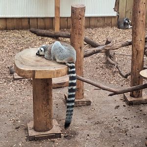 Ring-tailed Lemur
