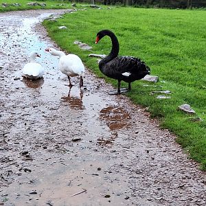 Black and Coscoroba Swans