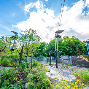 Orangutan outdoor habitat