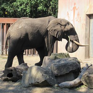 09 2023 - African Elephant, adult male, 'Tooth'