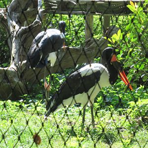 09 2023 - Saddle-billed stork