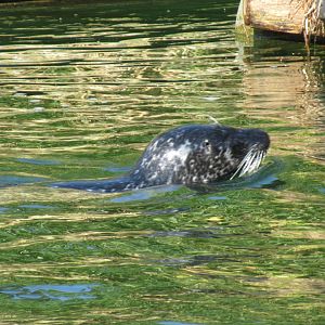 09 2023 - Harbour Seal