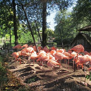 09 2023 - Cuban Flamingo