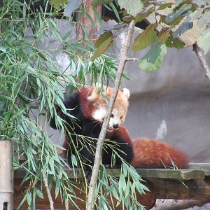 09 2023 - Red Panda