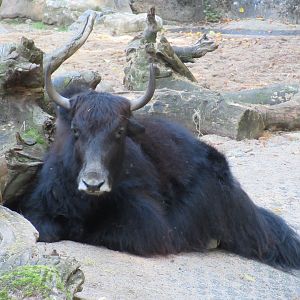 09 2023 - Yak