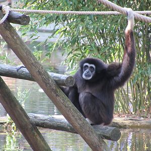 09 2023 - Lar Gibbon