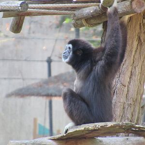 09 2023 - Lar Gibbon