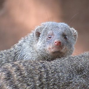 09 2023 - Banded Mangoose