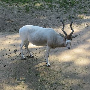 09 2023 - Addax