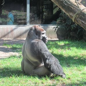 09 2023 - Western Lowland Gorilla, adult male