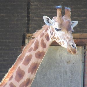 09 2023 - Rothschild Giraffe