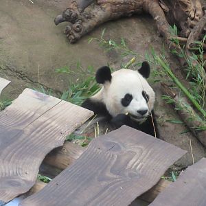 09 2023 - Giant Panda, adult male, 'Xing Ya'