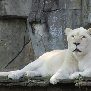 09 2023 - While Lion, adult female