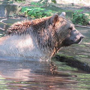 09 2023 - Brown Bear
