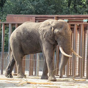 09 2023 - African Elephant, adult male, 'Tooth'