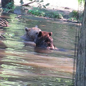 09 2023 - Brown Bears