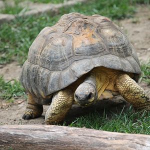 Radiated Tortoise (Geochelone radiata)
