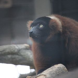 Red-ruffed Lemur (Varecia rubra)