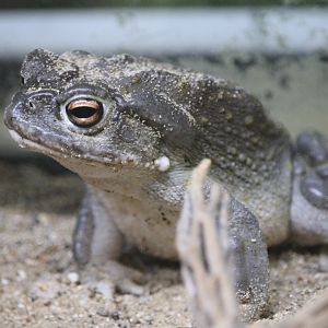 Colorado River Toad (Incilius alvarius)