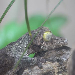 Mossy Leaf-tailed Gecko (Uroplatus sikorae)