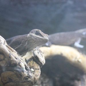Green Anole (Anolis carolinensis)
