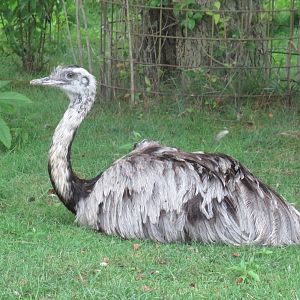 Greater rhea